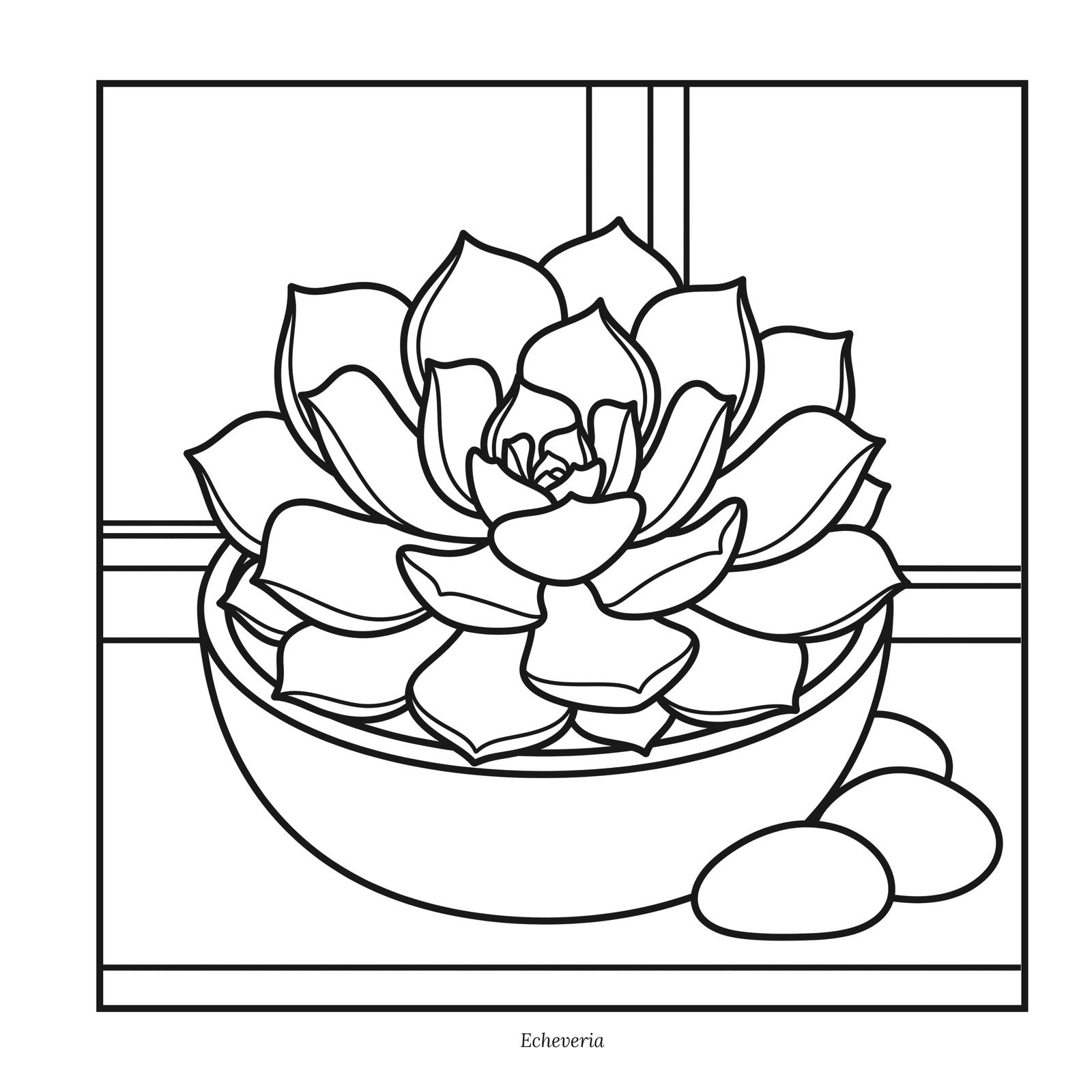 Echeveria succulent rosette in a wide bowl with smooth stones on a windowsill, a coloring page from Plant Shelf